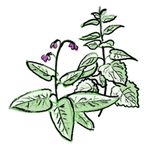 découvrez les bienfaits des plantes fermentées, leur utilisation naturelle pour la santé, le jardinage et l’alimentation. conseils, astuces et recettes pour profiter pleinement des vertus de la fermentation végétale.